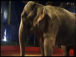 Sexy Girl And Elephant (part 5)