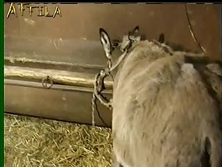Bfi Donkey And Cow Lovers