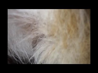 His Cock Sunk Deeper Into Dog Master Until He Was Completely