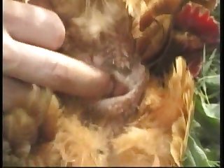 Animal Variety 14b