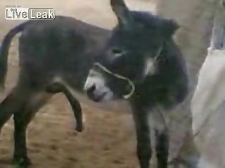Donkey Happy With His Own Company Youtube