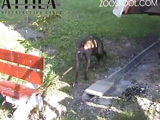 Zooskool Amateur Mastiffism