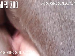 Zooskool Swedish Lover