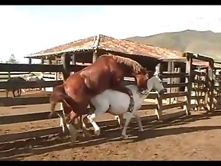 Dinho Stallion Hot 2012