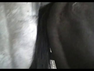Mare Ass