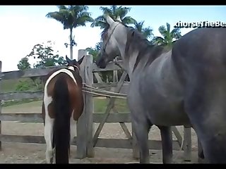 Mare Hot Vs Horse