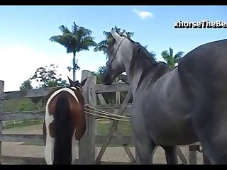 Mare Hot Vs Horse