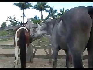 Mare Hot Vs Horse