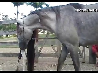Mare Hot Vs Horse