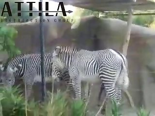 Big Male Zebra