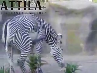Big Male Zebra