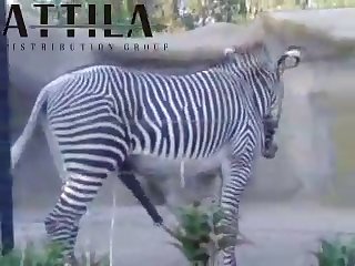 Big Male Zebra