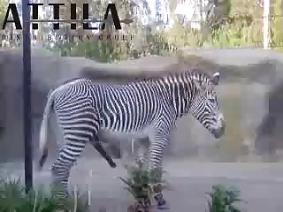 Big Male Zebra