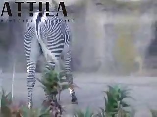 Big Male Zebra