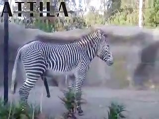 Big Male Zebra
