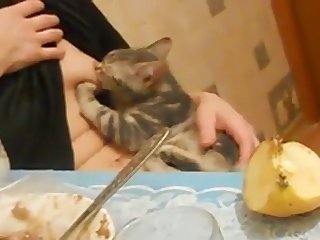 53865 My Girlfriend Breastfeeding Cat