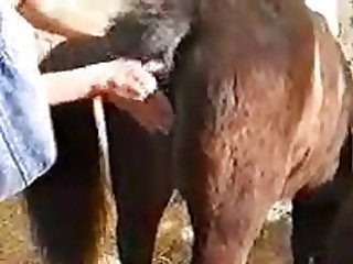 Guy Licks Then Fucks A Mare And Then Cums On Her Pussy