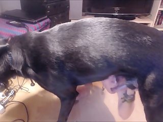 Young Slave Boy Sucking Dog Cock On Webcam