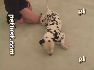 Dalmatian Quickie P117 Petlust