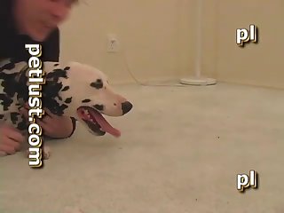 Dalmatian Quickie P117 Petlust