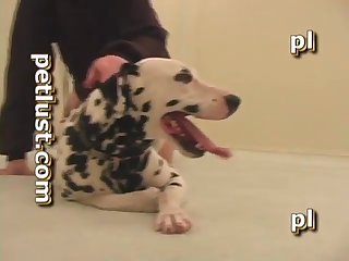 Dalmatian Quickie P117 Petlust