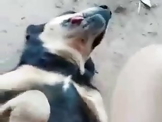 Boy Fucks Horny Stray Dogs