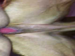 Mounted An Bred 1