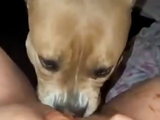 Licking Wife’s Pussy