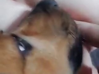 Dog Licking Bbw Pussy And Asshole