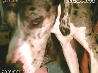 Horse Mating With Woman