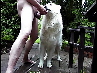 Xxx Free Animals