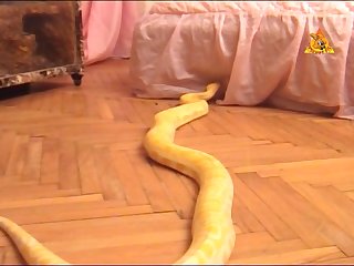 Animales Porno