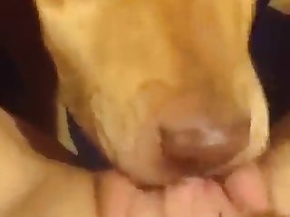 Animal Porn Hd Download
