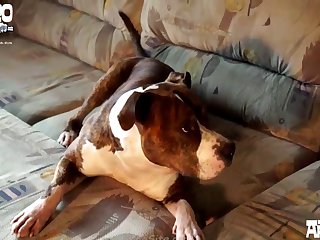Petlust.com Zoofilia