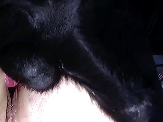 Porno Zoofilia Com Ponei