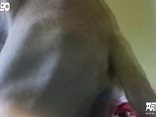 Zoofilia Frango