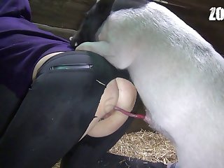 Zoofilia Gay Gallina