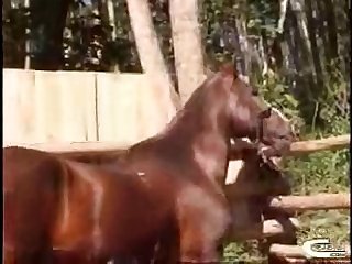 Xxxvideo Zoofilia