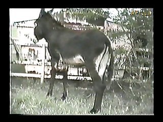 Video De Zoofilia Con Perros