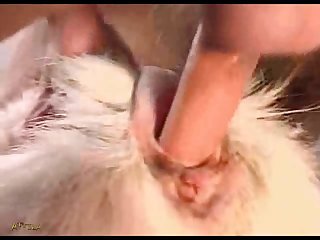Zoofilia Sexo Anal Con Perros