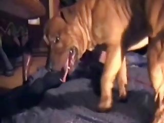 Extreme Ballbusting Animal Porn