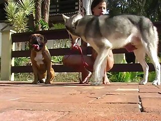 Ebony Extreme Hardcore Porn