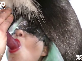 Dog Giving Blowjob
