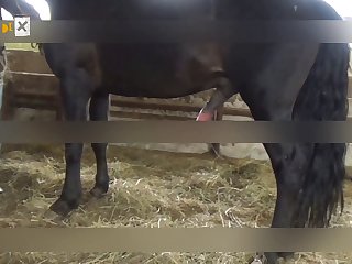 Dog Fuck Girl Xray