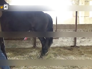 Dog Fuck Girl Xray