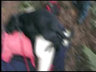 Animal Having Sex With A Woman