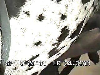 Small Dog Anal Porn