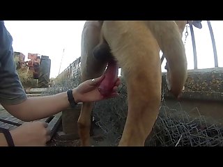 Term For Sex With Animal