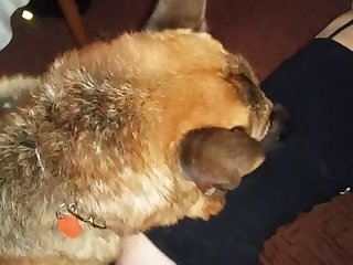 Zoofilia Casera Latina