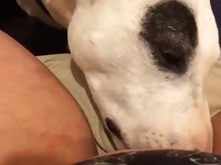 Tripti Animal Sex Scene